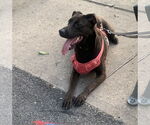 Small #1 Labrador Retriever Mix