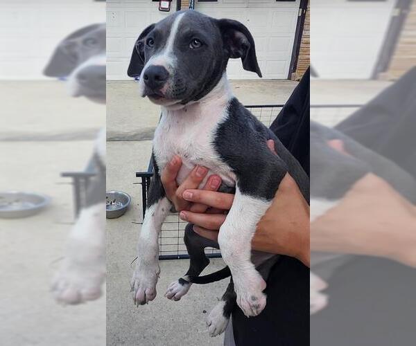 Medium Photo #1 American Staffordshire Terrier-Unknown Mix Puppy For Sale in San Antonio, TX, USA