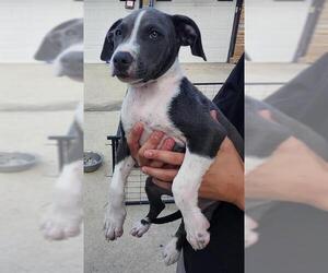 American Staffordshire Terrier-Unknown Mix Dogs for adoption in San Antonio, TX, USA