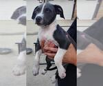 Small American Staffordshire Terrier Mix