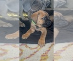 Puppy Neo Anatolian Mastiff-Cane Corso Mix