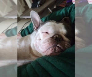 Mother of the French Bulldog puppies born on 10/12/2022