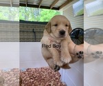 Small #2 Golden Retriever
