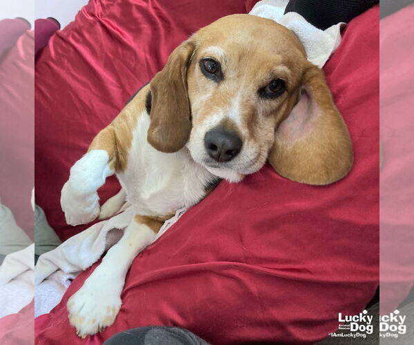 Medium Photo #3 Beagle-Unknown Mix Puppy For Sale in Washington, DC, USA