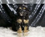 Small #3 Poodle (Miniature)