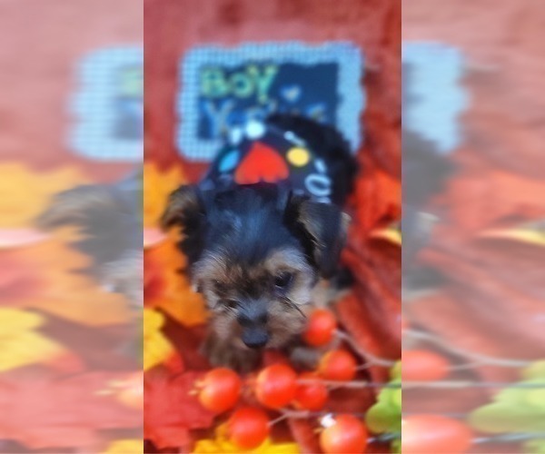 Medium Photo #12 Yorkshire Terrier Puppy For Sale in AKRON, OH, USA