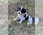 Puppy Happy Cavachon-Cavalier King Charles Spaniel Mix