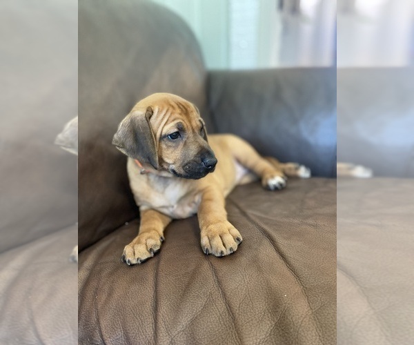 Medium Photo #13 Rhodesian Ridgeback Puppy For Sale in KELLER, TX, USA