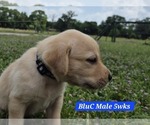 Small #9 Labrador Retriever