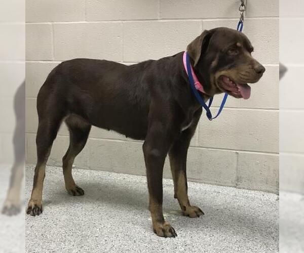 Medium Photo #1 Labrottie Puppy For Sale in Conroe, TX, USA