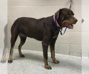 Labrottie Dogs for adoption in Conroe, TX, USA