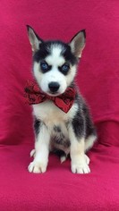 Siberian Husky Puppy for sale in EDEN, PA, USA