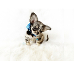 Small Photo #3 Chihuahua Puppy For Sale in SACRAMENTO, CA, USA
