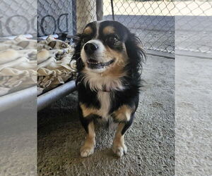 Chihuahua-Spaniel Mix Dogs for adoption in El Centro, CA, USA