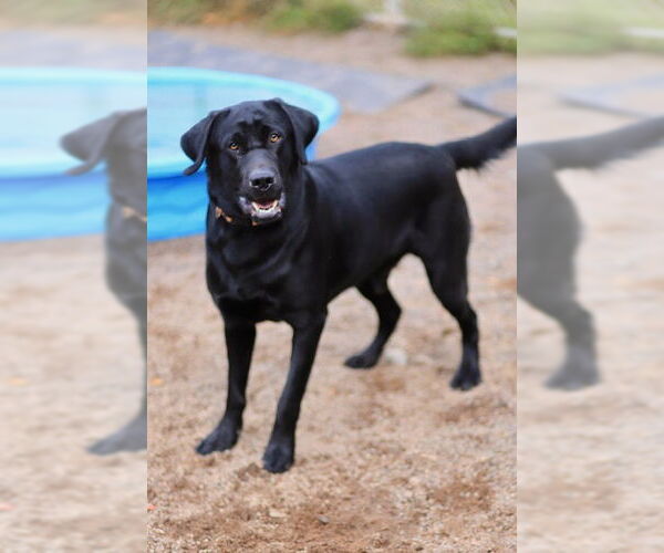 Medium Photo #4 Labrador Retriever-Unknown Mix Puppy For Sale in Webster, WI, USA