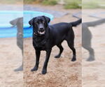 Small #3 Labrador Retriever Mix