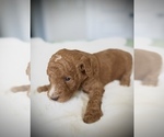 Small #7 Poodle (Standard)