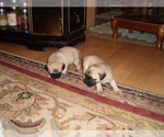 Small Photo #1 Pug Puppy For Sale in NEW CASTLE, IN, USA