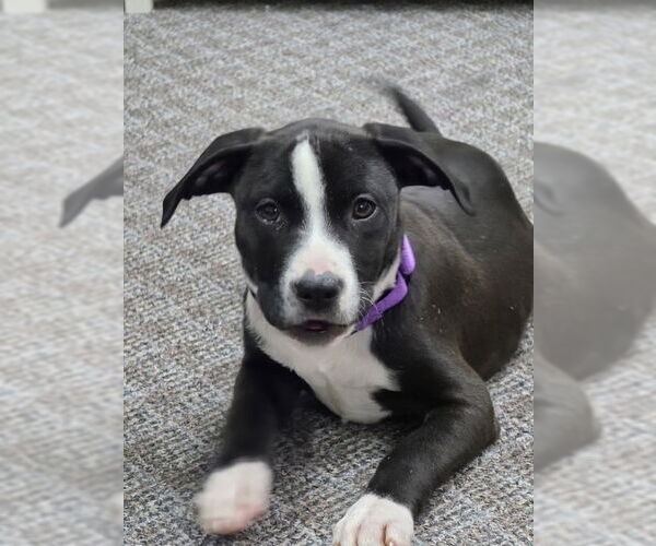 Medium Photo #1 American Pit Bull Terrier-Labrador Retriever Mix Puppy For Sale in Brewster, NY, USA