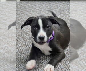 American Pit Bull Terrier-Labrador Retriever Mix Dogs for adoption in Brewster, NY, USA