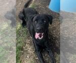 Small #1 Labrador Retriever