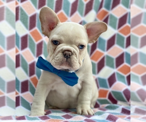 Medium Photo #4 French Bulldog Puppy For Sale in LANCASTER, PA, USA