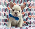 Small Photo #4 French Bulldog Puppy For Sale in LANCASTER, PA, USA