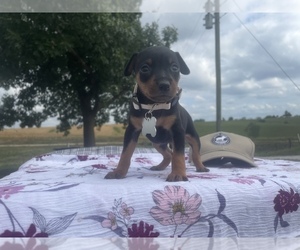 Miniature Pinscher Puppy for sale in BLOOMFIELD, IA, USA
