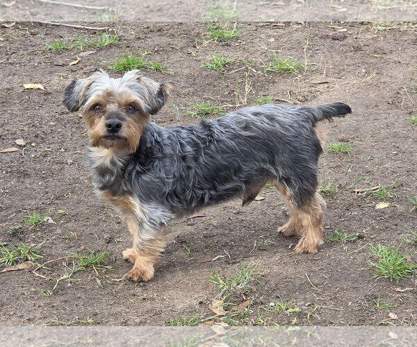 Medium Photo #1 Mutt Puppy For Sale in Spring, TX, USA