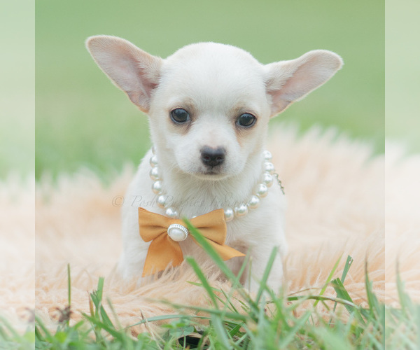 Medium Photo #1 Chihuahua Puppy For Sale in WARSAW, IN, USA