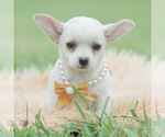 Puppy Chachi Chihuahua