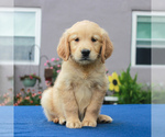Small Photo #1 Golden Retriever Puppy For Sale in GORDONVILLE, PA, USA