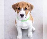 Small #2 Colonial Cocker Spaniel Mix