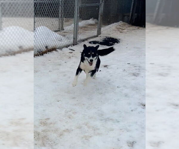 Medium Photo #5 Border Collie-Siberian Husky Mix Puppy For Sale in Webster, WI, USA
