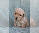 Puppy Lucky Cavapoo (Toy)