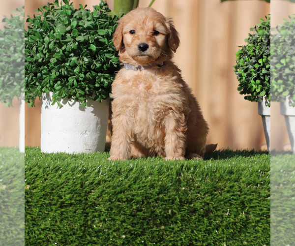 Medium Photo #5 Goldendoodle Puppy For Sale in VICTORVILLE, CA, USA