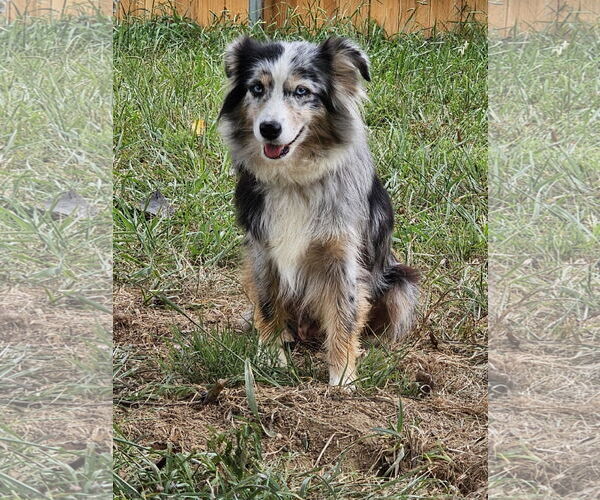 Medium Photo #4 Australian Shepherd Puppy For Sale in Cookeville, TN, USA