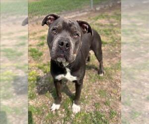 Mutt Dogs for adoption in Conroe, TX, USA