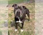 CHAMP - Male Mutt Dog for Adoption - Small photo
