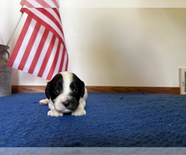 Medium Photo #6 Cavapoo Puppy For Sale in NEW LEXINGTON, OH, USA