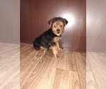 Small Photo #8 YorkiePoo Puppy For Sale in LAPEER, MI, USA