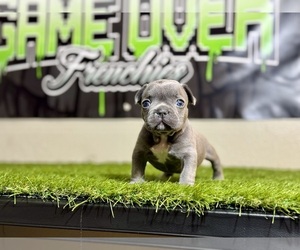 French Bulldog Puppy for sale in PHOENIX, AZ, USA