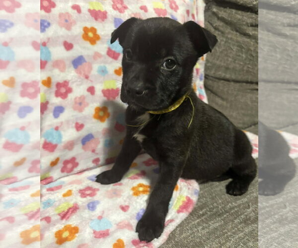 Medium Photo #10 German Shepherd Dog-Staffordshire Bull Terrier Mix Puppy For Sale in Holly Springs, NC, USA