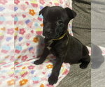 Small #9 German Shepherd Dog-Staffordshire Bull Terrier Mix