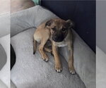 Small #1 Mountain Cur Mix