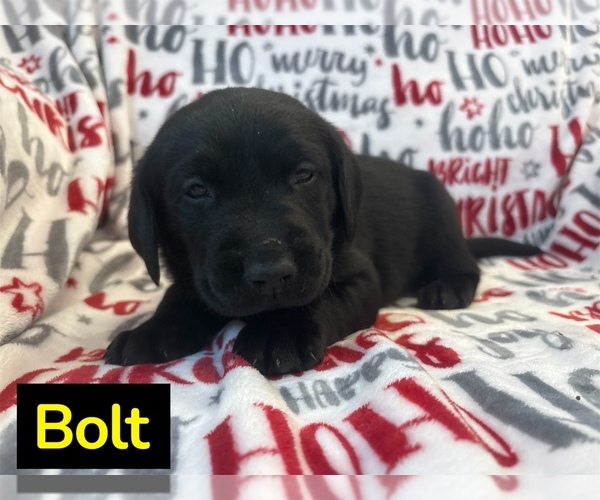 Medium Photo #1 Labrador Retriever Puppy For Sale in FAYETTEVILLE, OH, USA