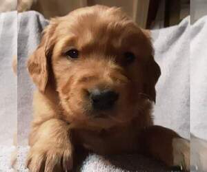 Golden Retriever Puppy for sale in WARSAW, MO, USA