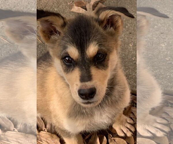 Medium Photo #1 Labrador Retriever-Unknown Mix Puppy For Sale in The Woodlands, TX, USA