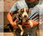 Small #3 Beagle Mix