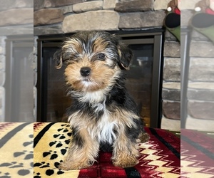 Yorkshire Terrier Puppy for sale in NOBLESVILLE, IN, USA
